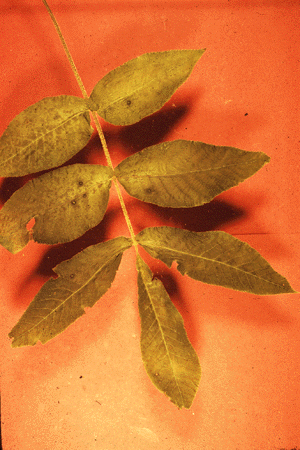 C. cordiformis (Leaf)