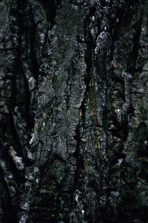 C. cordiformis (Old bark)