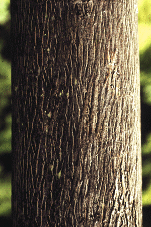 C. cordiformis (Young bark)