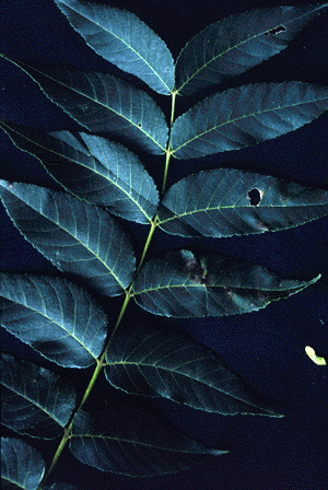 J. nigra (Leaf)