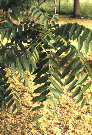 J. nigra (Leaves)