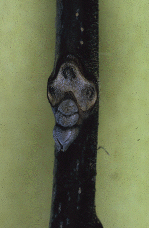 J. nigra (Leaf scar)