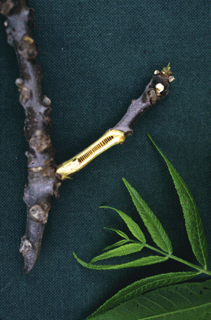 J. nigra (Twig)
