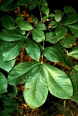 C. tomentosa (Leaves)