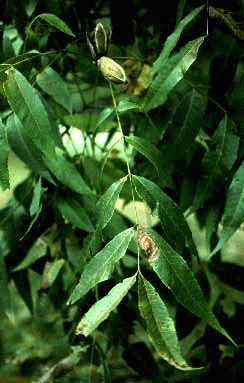 C. ilinoensis (Leaves and fruit)