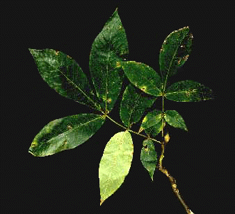 C. ovalis (Leaf and twig)