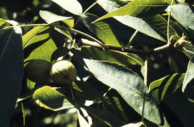 C. ovata (Fruit)