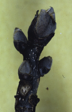 C. ovata (Twig)