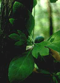 S. albidium (Leaf and fruit)