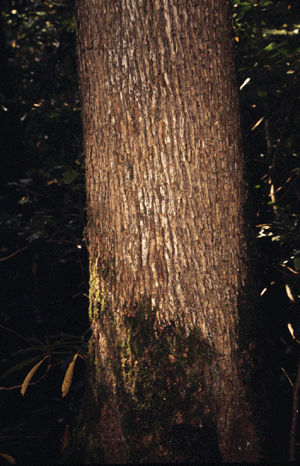 M. acuminata (Bark)