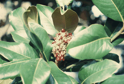 M. acuminata (Fruit)