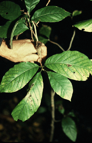 M. acuminata (Leaves)