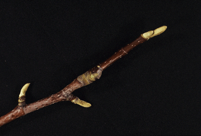 M. acuminata (Twig)