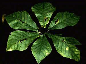 M. fraseri (Leaf)