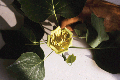 L. tulipifera (Flower)