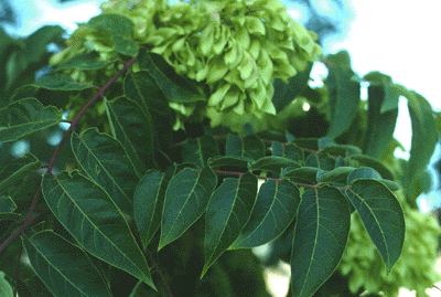 A. altissima (leaf and fruit)