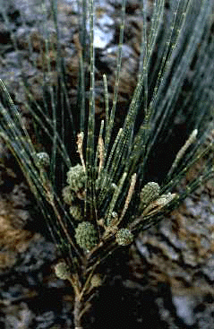 C. equisetifolia (Form)