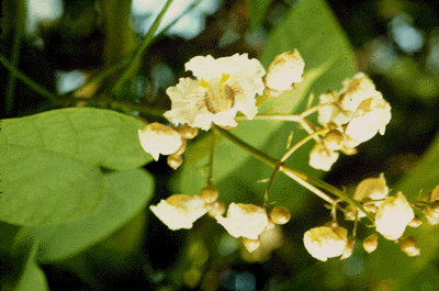 C. speciosa (Flower)