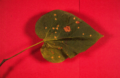 C. speciosa (Leaf)