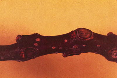 C. speciosa (Twig)