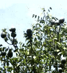 S. mahogani (Leaves and fruit)