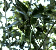 R. mangle (Fruit)