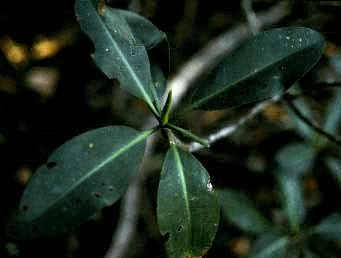 R. mangle (Leaves)