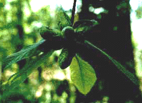 A. triloba (Leaves and fruit)