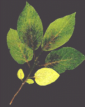 D. virginiana (Leaves)