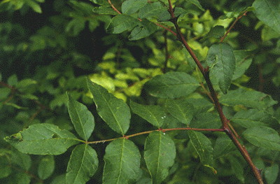 Z. americanum (leaf and twig)