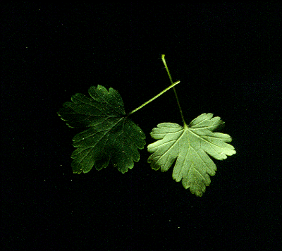 Ribes (Leaves)