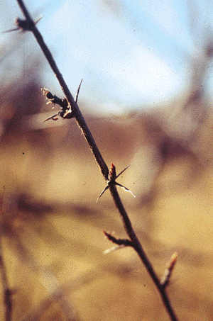 Ribes (Twig)