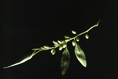 E. angustifolia (Fruit)