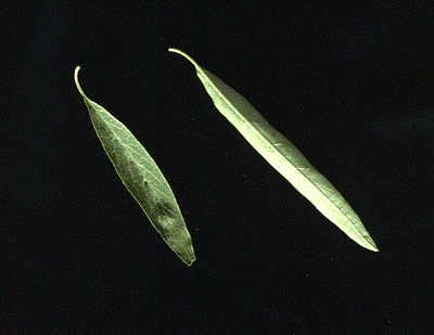 E. angustifolia (Leaves)