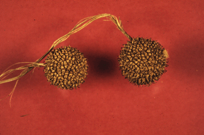 P. occidentalis (Fruit)