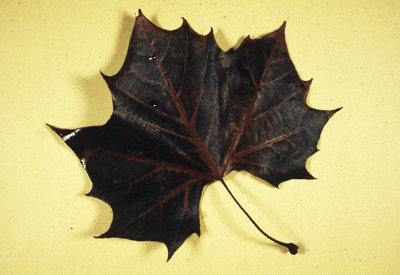 P. occidentalis (Leaf)