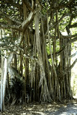 Ficus (form)