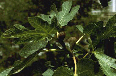 Ficus (leaves)