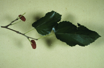 M. rubra (Leaves)