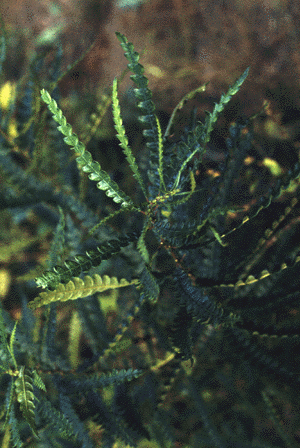 C.peregrina (Leaves)