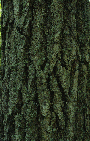 N. sylvatica (Bark)
