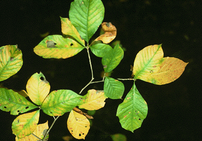 N. sylvatica (Leaves)