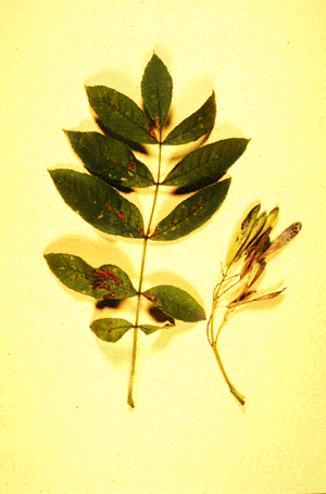 F. nigra (Leaf)