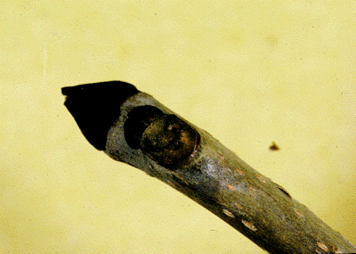 F. nigra (Twig)