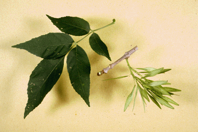F. pennsylvanica (Leaf and fruit)