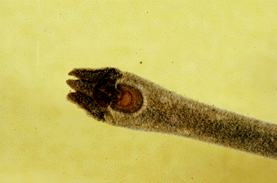 F. pennsylvanica (Twig)