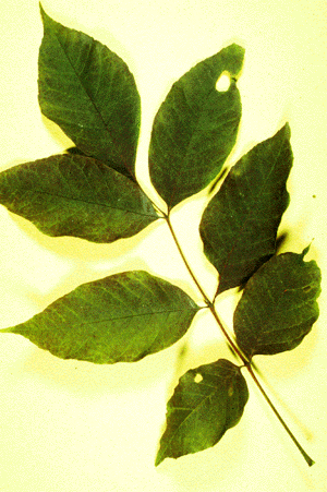 F. americana (leaf)