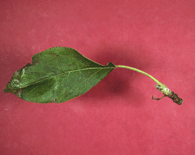 M. pumila (Leaf)