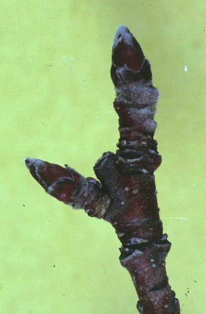 M. pumila (Twig)