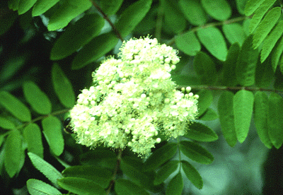 S. aucupraria (Flowers)